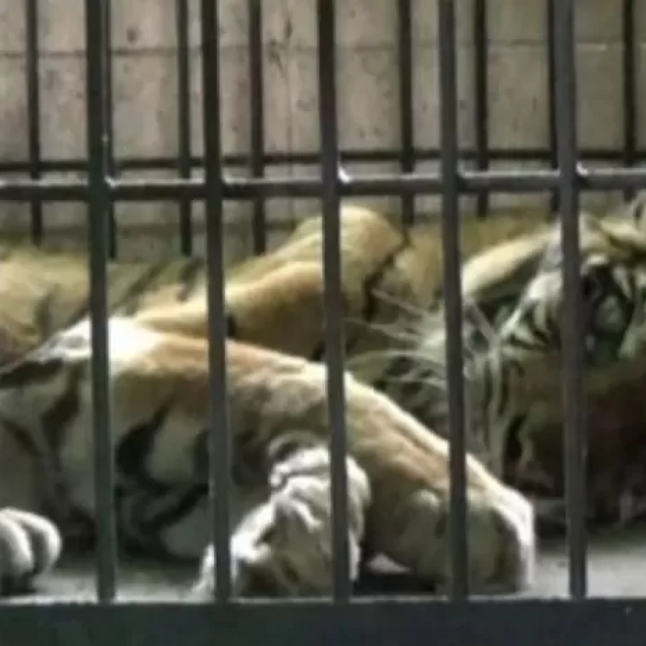 Uni, Harimau Sumatera Tertua di Jambi, Mati Karena Sakit dan Usia