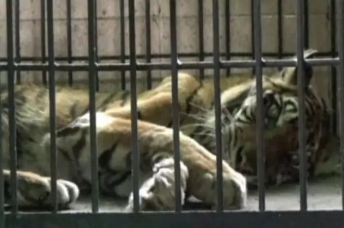Uni, Harimau Sumatera Tertua di Jambi, Mati Karena Sakit dan Usia