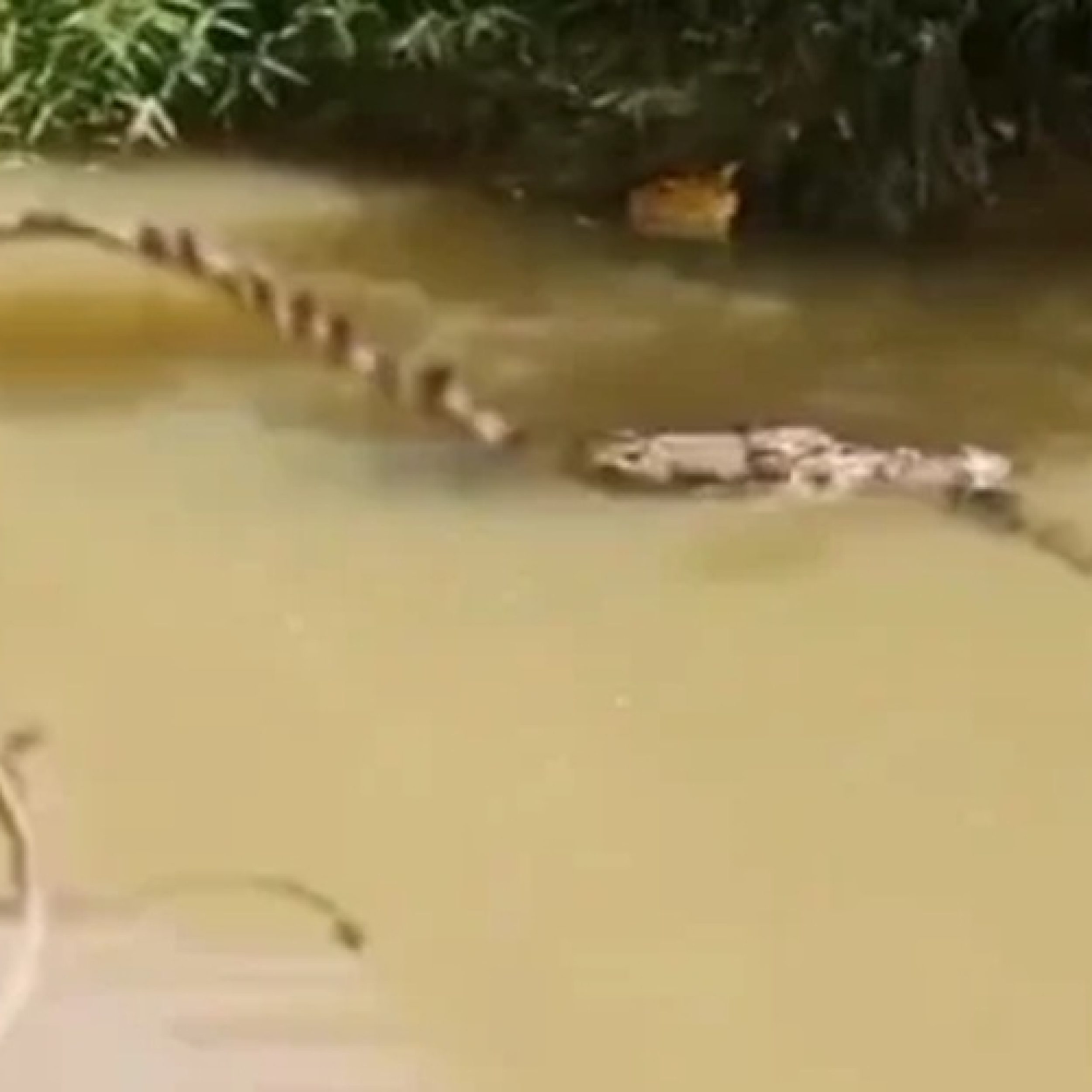 Warga Pasaman Barat Hilang Diterkam Buaya Saat Menyebrang Kanal