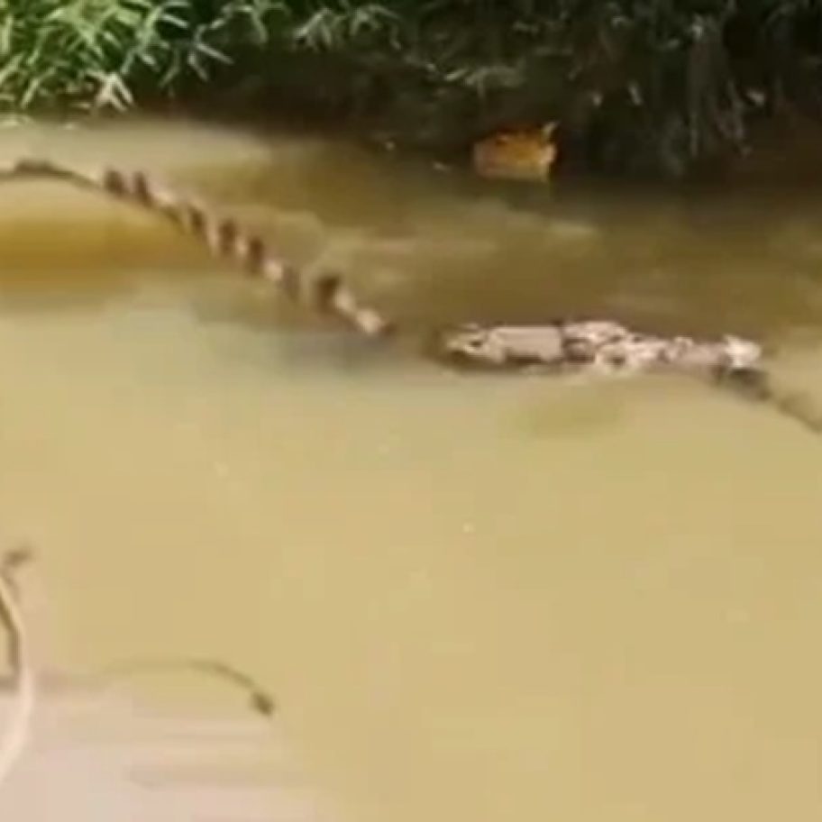 Warga Pasaman Barat Hilang Diterkam Buaya Saat Menyebrang Kanal