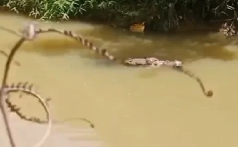 Warga Pasaman Barat Hilang Diterkam Buaya Saat Menyebrang Kanal