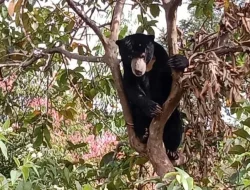 Beruang Madu Gegerkan Solok: Teror Dekat Permukiman, Warga Minta BKSDA Bertindak Cepat!