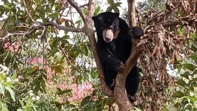 Beruang Madu Gegerkan Solok Teror Dekat Permukiman, Warga Minta BKSDA Bertindak Cepat!