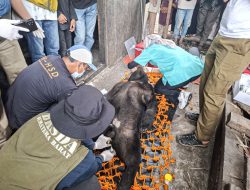 Evakuasi Beruang Madu di Solok: Upaya Nyata Pelestarian Satwa Liar