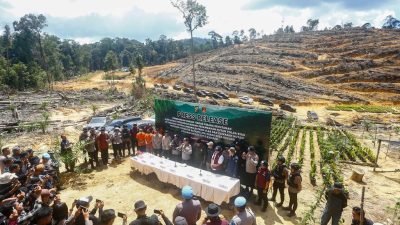 Kebun Sawit Ilegal di Hutan Lindung Kampar Terbongkar, Empat Tersangka Ditangkap