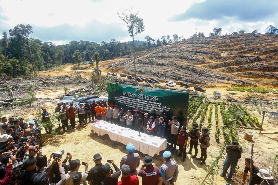 Kebun Sawit Ilegal di Hutan Lindung Kampar Terbongkar, Empat Tersangka Ditangkap