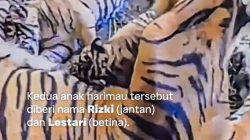 Kelahiran Langka di Bukittinggi, 2 Anak Harimau Sumatera Baru Perkuat Konservasi Nasional