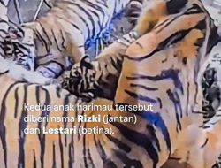 Kelahiran Langka di Bukittinggi, 2 Anak Harimau Sumatera Baru Perkuat Konservasi Nasional