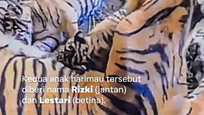 Kelahiran Langka di Bukittinggi, 2 Anak Harimau Sumatera Baru Perkuat Konservasi Nasional