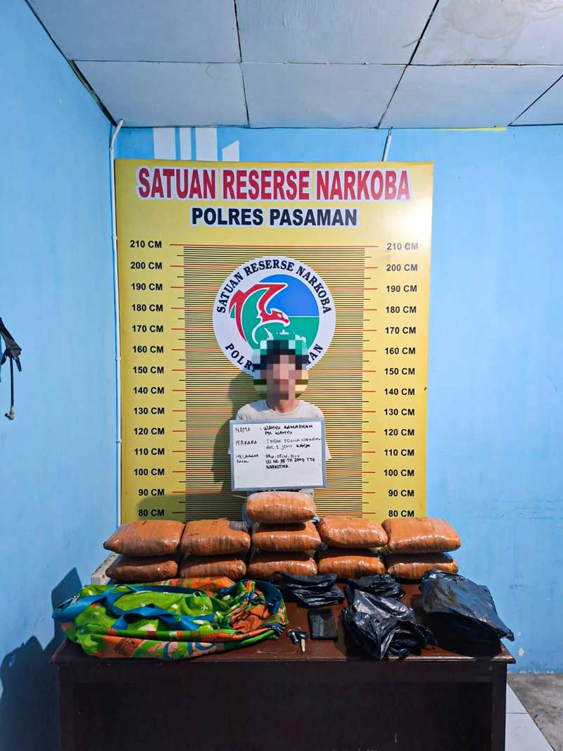 Polres Pasaman Gagalkan Peredaran Ganja, 11 Paket Besar Disita dari Pemuda Bukittinggi