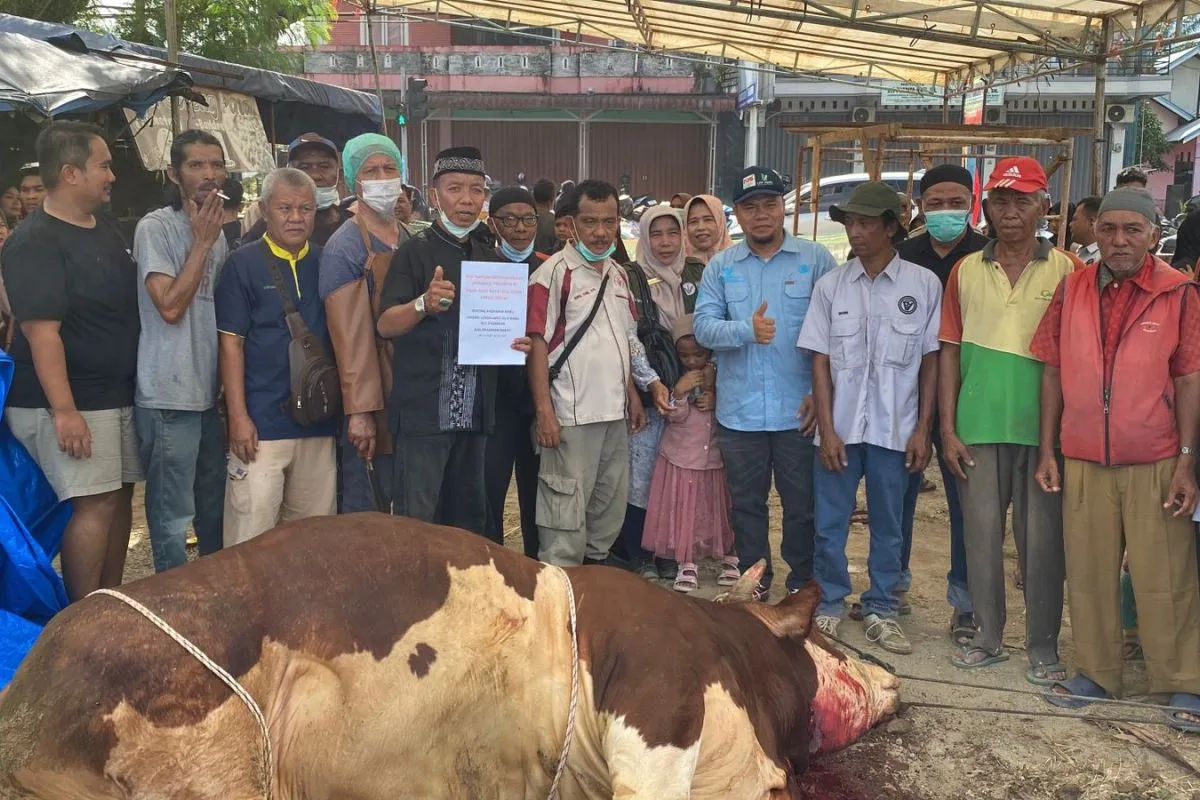 Sapi Kurban Presiden Prabowo Seberat 1 Ton Gembirakan Ratusan Warga Pasaman Barat