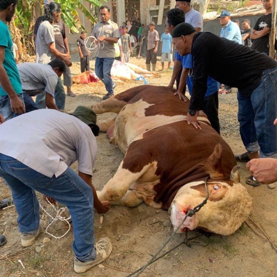 Sapi Kurban Presiden Prabowo: Sejarah Baru 1 Ton di Pasaman Barat