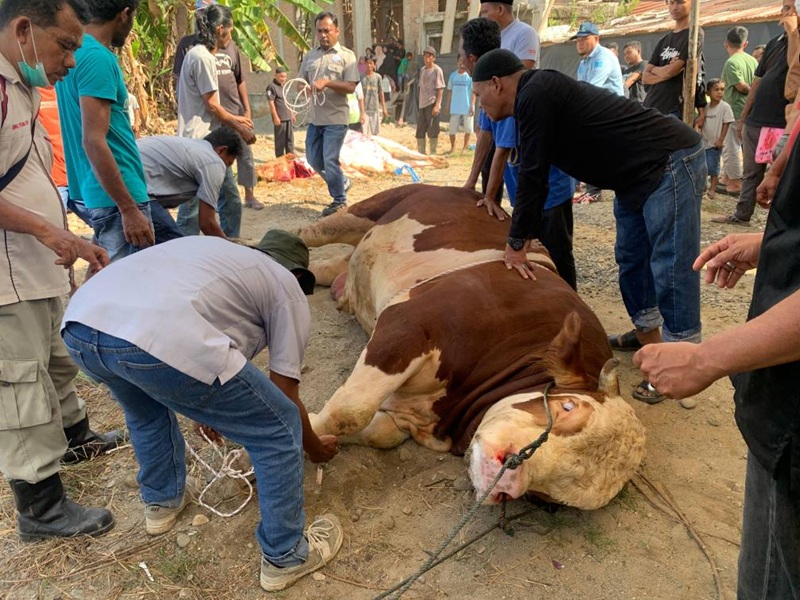 Sapi Kurban Presiden Prabowo Sejarah Baru 1 Ton di Pasaman Barat
