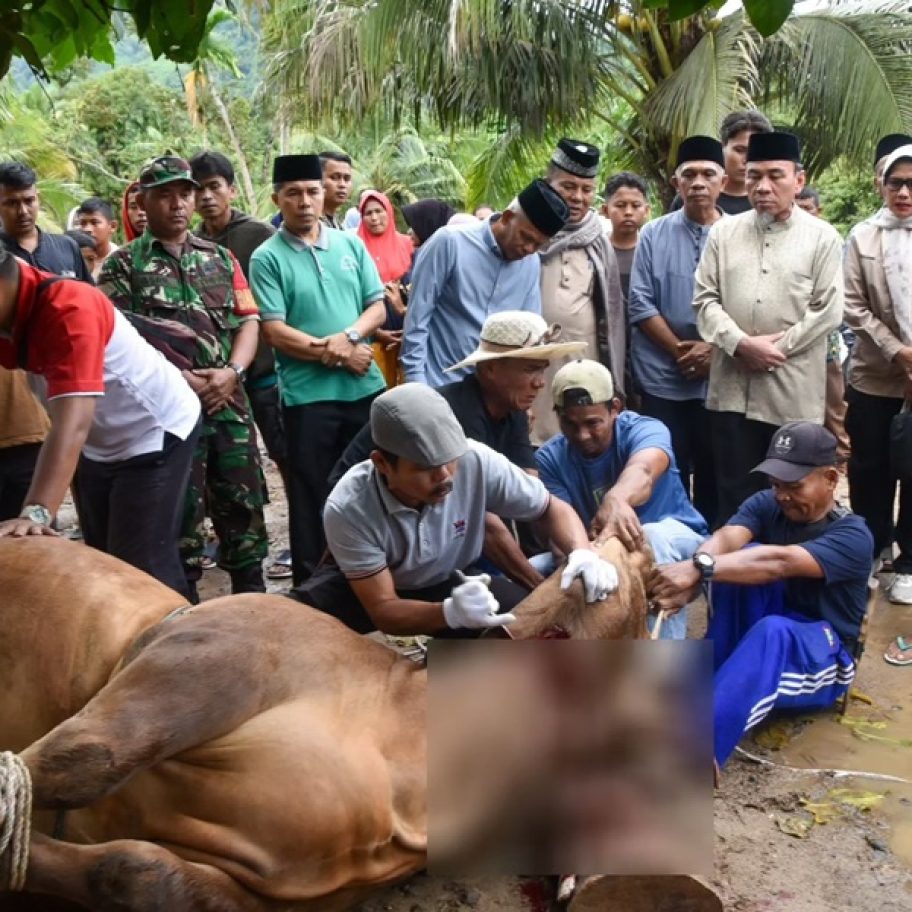 Sapi Limosin Presiden Prabowo Kurban untuk Warga Bungus Teluk Kabung, Disaksikan Wawako Padang