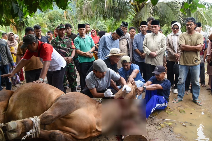 Sapi Limosin Presiden Prabowo Kurban untuk Warga Bungus Teluk Kabung, Disaksikan Wawako Padang