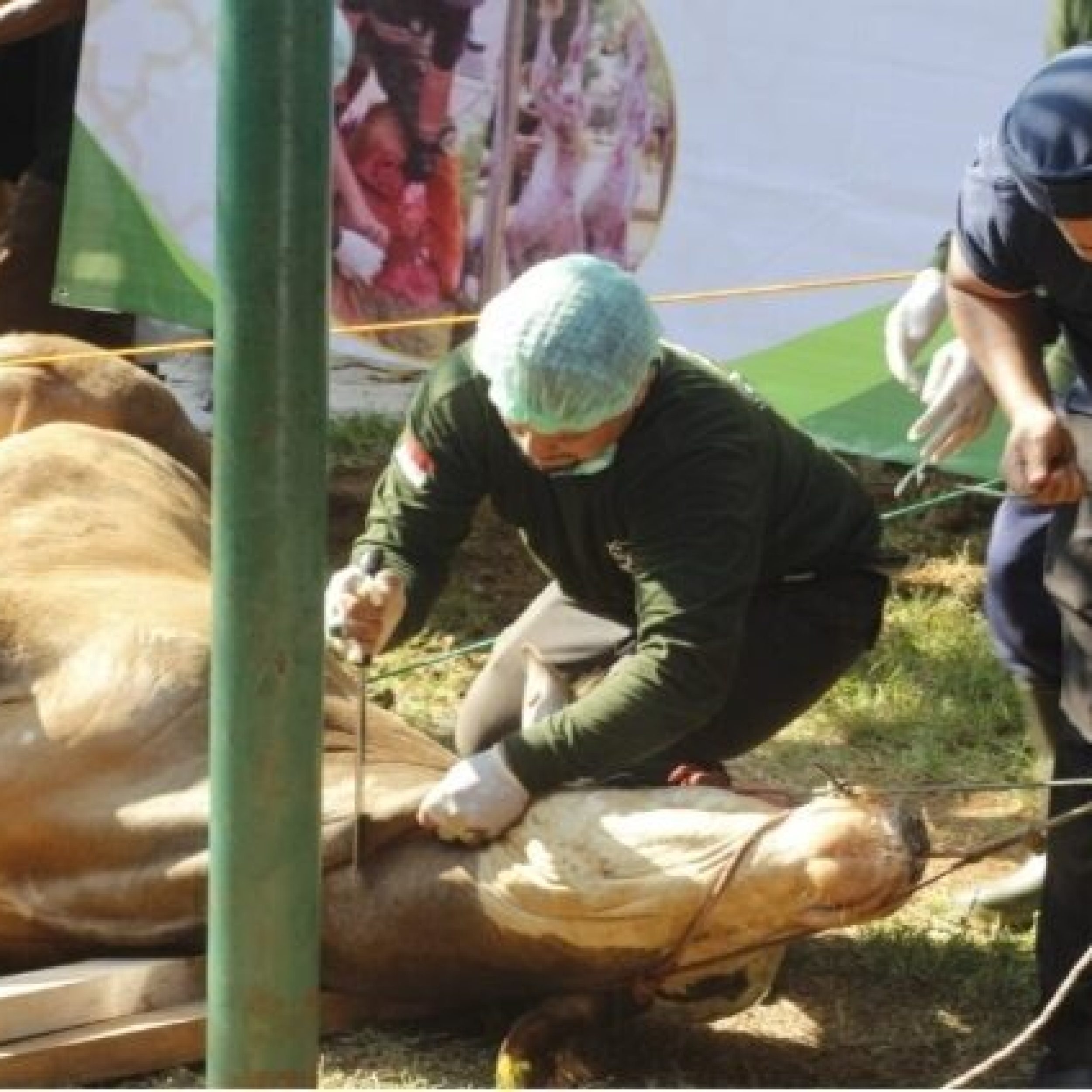 Sawahlunto Bersiap Idul Adha 1446 H Ratusan Hewan Kurban Terdata, Sholat Ied di Lapangan Ombilin