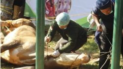 Sawahlunto Bersiap Idul Adha 1446 H Ratusan Hewan Kurban Terdata, Sholat Ied di Lapangan Ombilin