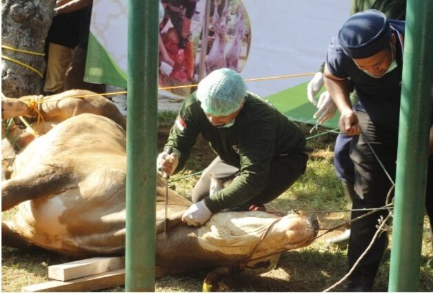 Sawahlunto Bersiap Idul Adha 1446 H Ratusan Hewan Kurban Terdata, Sholat Ied di Lapangan Ombilin