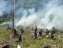 Terbongkar! 25 Hektare Ladang Ganja Tersembunyi di Aceh, Pemilik Masih Diburu