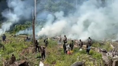 Terbongkar! 25 Hektare Ladang Ganja Tersembunyi di Aceh, Pemilik Masih Diburu