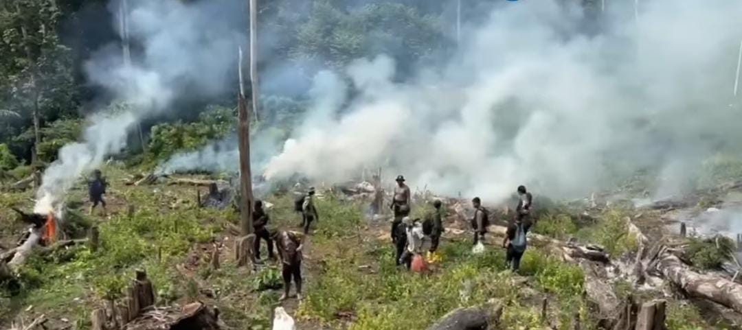 Terbongkar! 25 Hektare Ladang Ganja Tersembunyi di Aceh, Pemilik Masih Diburu Terbongkar! 25 Hektare Ladang Ganja Tersembunyi di Aceh, Pemilik Masih Diburu