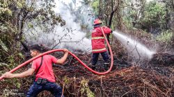 Api Padam, Lahan di Taluak Pariaman Selamat dari Amukan Si Jago Merah