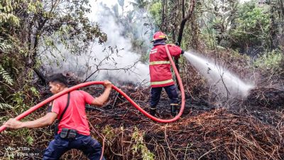 Api Padam, Lahan di Taluak Pariaman Selamat dari Amukan Si Jago Merah