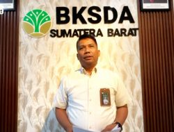 Bayi Harimau Sumatera di Bukittinggi Mati Akibat Dehidrasi