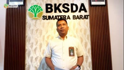 Bayi Harimau Sumatera di Bukittinggi Mati Akibat Dehidrasi