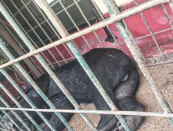 Beruang Dewasa Berhasil Dievakuasi dari Permukiman Bukit Gombak, Warga Akhirnya Tenang