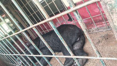 Beruang Dewasa Berhasil Dievakuasi dari Permukiman Bukit Gombak, Warga Akhirnya Tenang