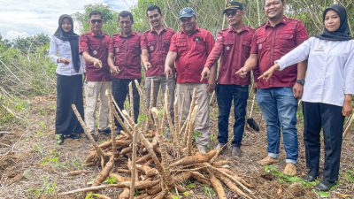 Lapas Terbuka Pasaman Panen Ubi Roti, Dukung Ketahanan Pangan Dan Bekali Warga Binaan kemandirian