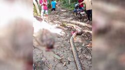 Petani Busel Ditemukan Tewas di Perut Piton Raksasa 5 Meter