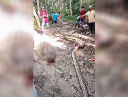 Petani Busel Ditemukan Tewas di Perut Piton Raksasa 5 Meter