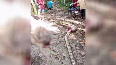 Petani Busel Ditemukan Tewas di Perut Piton Raksasa 5 Meter