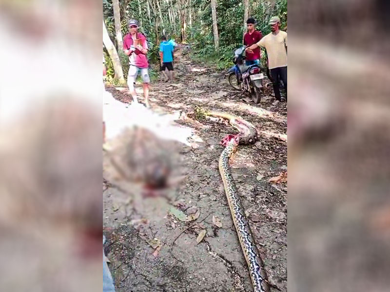 Petani Busel Ditemukan Tewas di Perut Piton Raksasa 5 Meter Petani Busel Ditemukan Tewas di Perut Piton Raksasa 5 Meter
