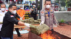 Polres Pasaman Musnahkan Hampir 20 Kilogram Ganja, Komitmen Tegas Berantas Narkoba