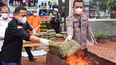 Polres Pasaman Musnahkan Hampir 20 Kilogram Ganja, Komitmen Tegas Berantas Narkoba
