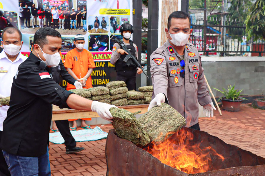 Polres Pasaman Musnahkan Hampir 20 Kilogram Ganja, Komitmen Tegas Berantas Narkoba