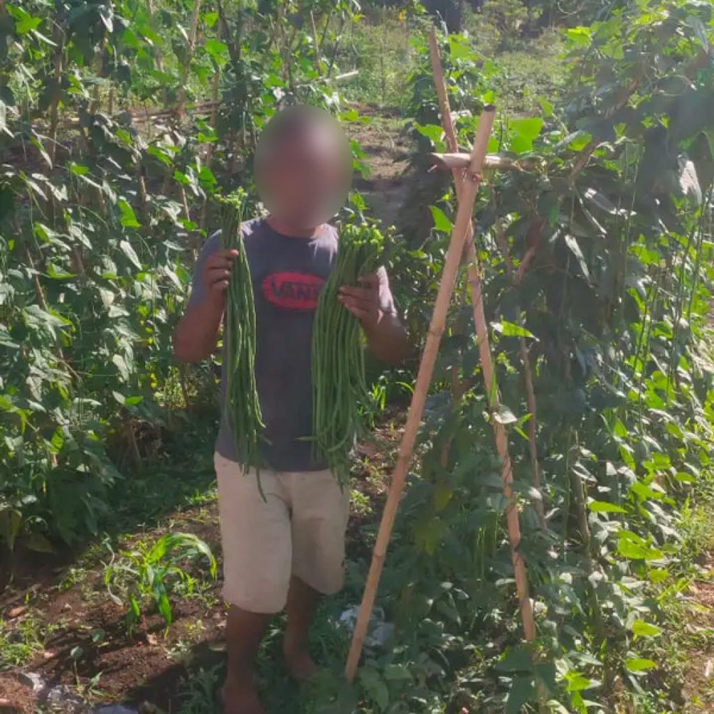 Hasil Nyata Program Pembinaan, Warga Binaan Lapas Pasaman Panen Kacang Panjang