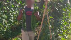 Hasil Nyata Program Pembinaan, Warga Binaan Lapas Pasaman Panen Kacang Panjang