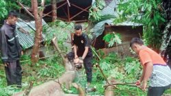 Pohon Tumbang Hantam Rumah di Painan, Satu Keluarga Selamat Meski Bangunan Rusak Berat
