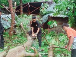 Pohon Tumbang Hantam Rumah di Painan, Satu Keluarga Selamat Meski Bangunan Rusak Berat