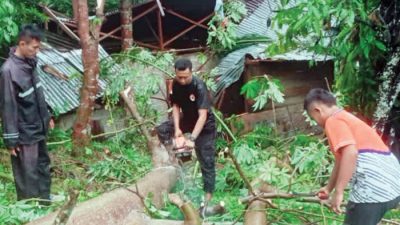 Pohon Tumbang Hantam Rumah di Painan, Satu Keluarga Selamat Meski Bangunan Rusak Berat