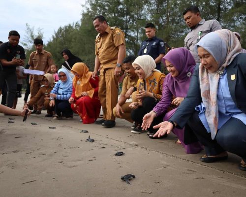 Wagub Sumbar Vasko Ruseimy Serahkan Induk Unggul Ikan Lele dan Lepas Tukik di Kota Pariaman