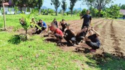 Warga Binaan Lapas Terbuka Pasaman Ikuti Pelatihan Penanaman Nilam, Bekal Keterampilan Mandiri