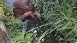 Warga Pasaman Geger, Mayat Perempuan Ditemukan di Selokan Binubu Baru