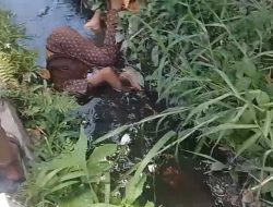 Warga Pasaman Geger, Mayat Perempuan Ditemukan di Selokan Binubu Baru