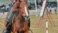 Atlet Horseback Archery Padang Pariaman Azral Mardin Wakili Indonesia di IHAA World Championship 2025