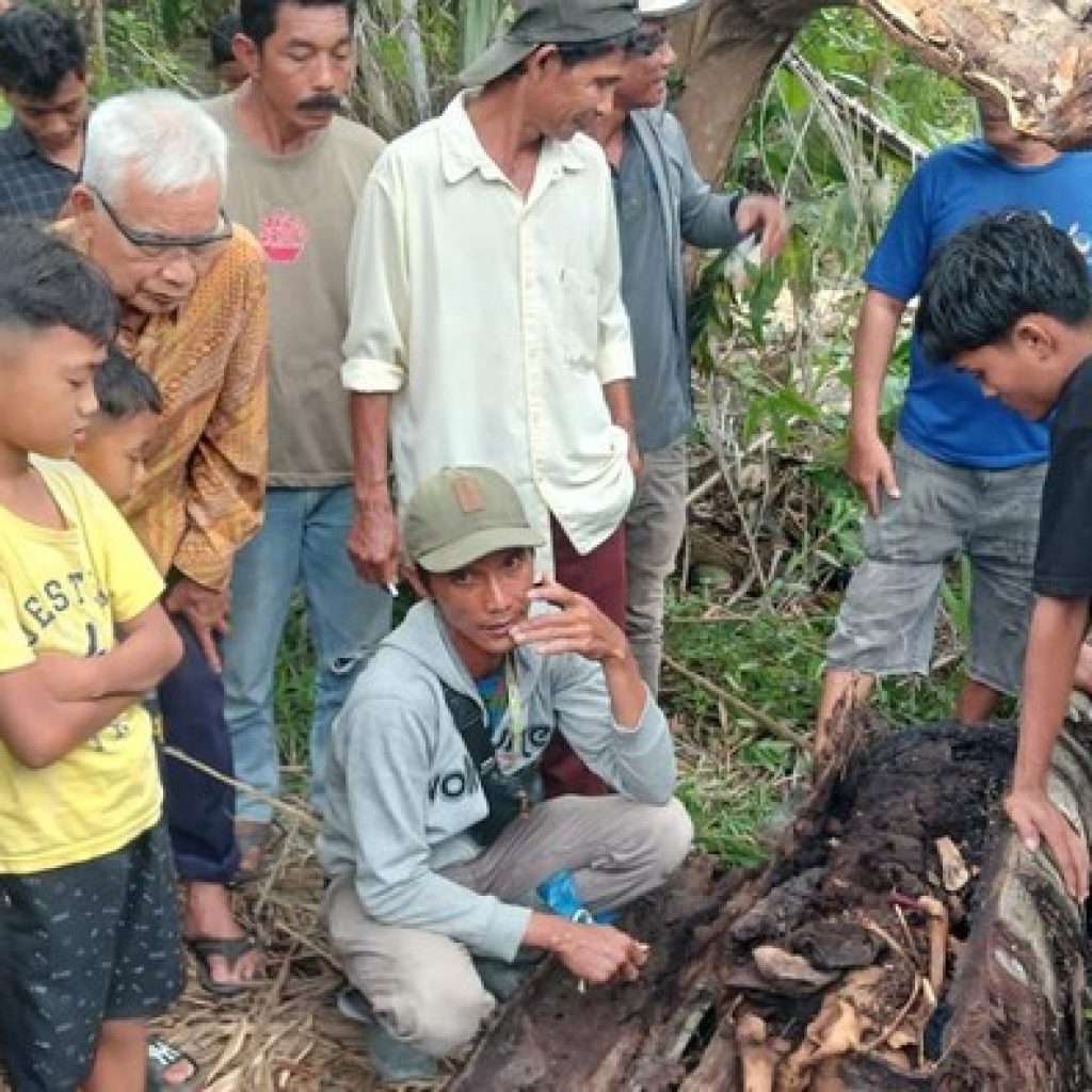Geger! Penemuan Kerangka Manusia di Dalam Pohon Aren Tumbang Guncang Serdang Bedagai